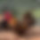Thumbnail: kikiriki rooster