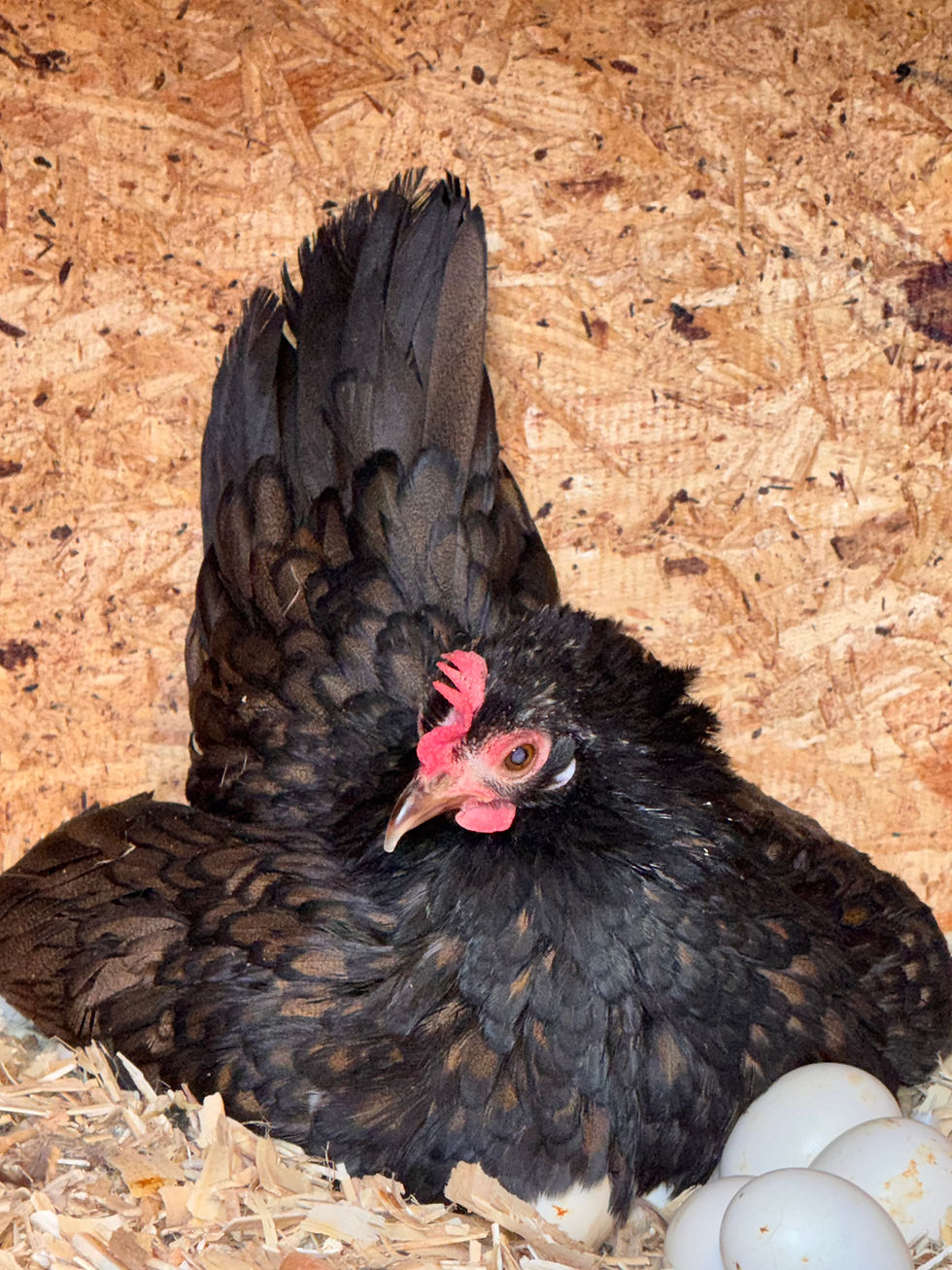 kikiriki hen