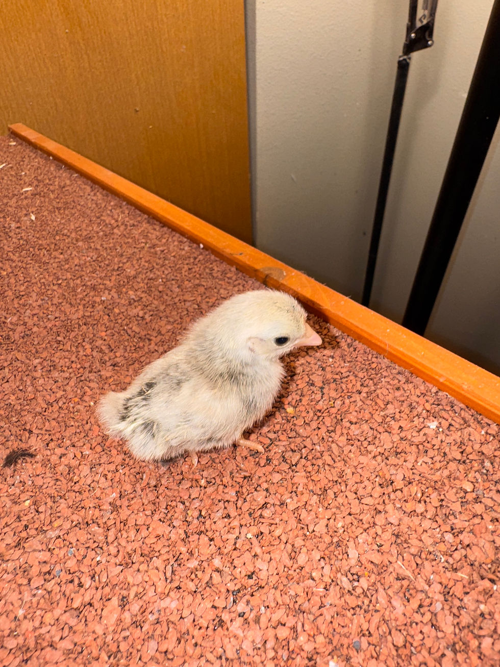 kikiriki chick