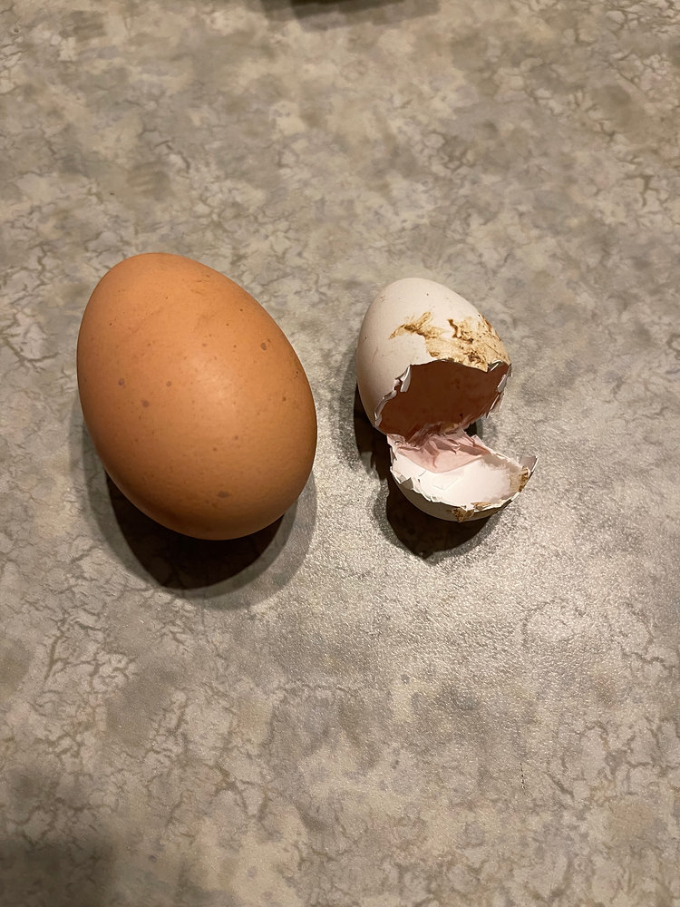 Should I Wash Fertilized Hatching Eggs Before Incubating Them should-i-wash-fertilized-hatching-eggs-before-incubating-them