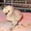 Thumbnail: Pre-Order Lavender Silkie Chicks - Farm Pickup - Yelm, Washington
