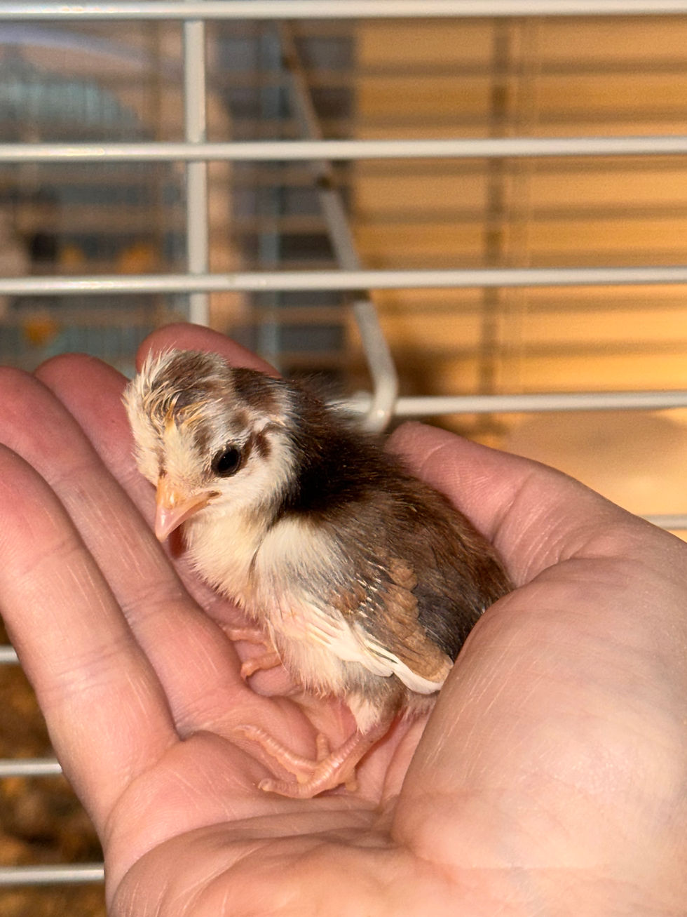 Topy Kikiriki Chick