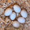 Thumbnail: kikiriki hatching eggs