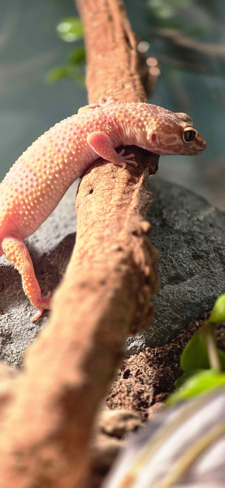 An albino leopard gecko
