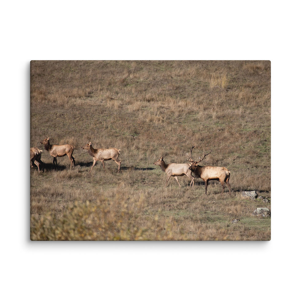 Thumbnail: Herd Bull