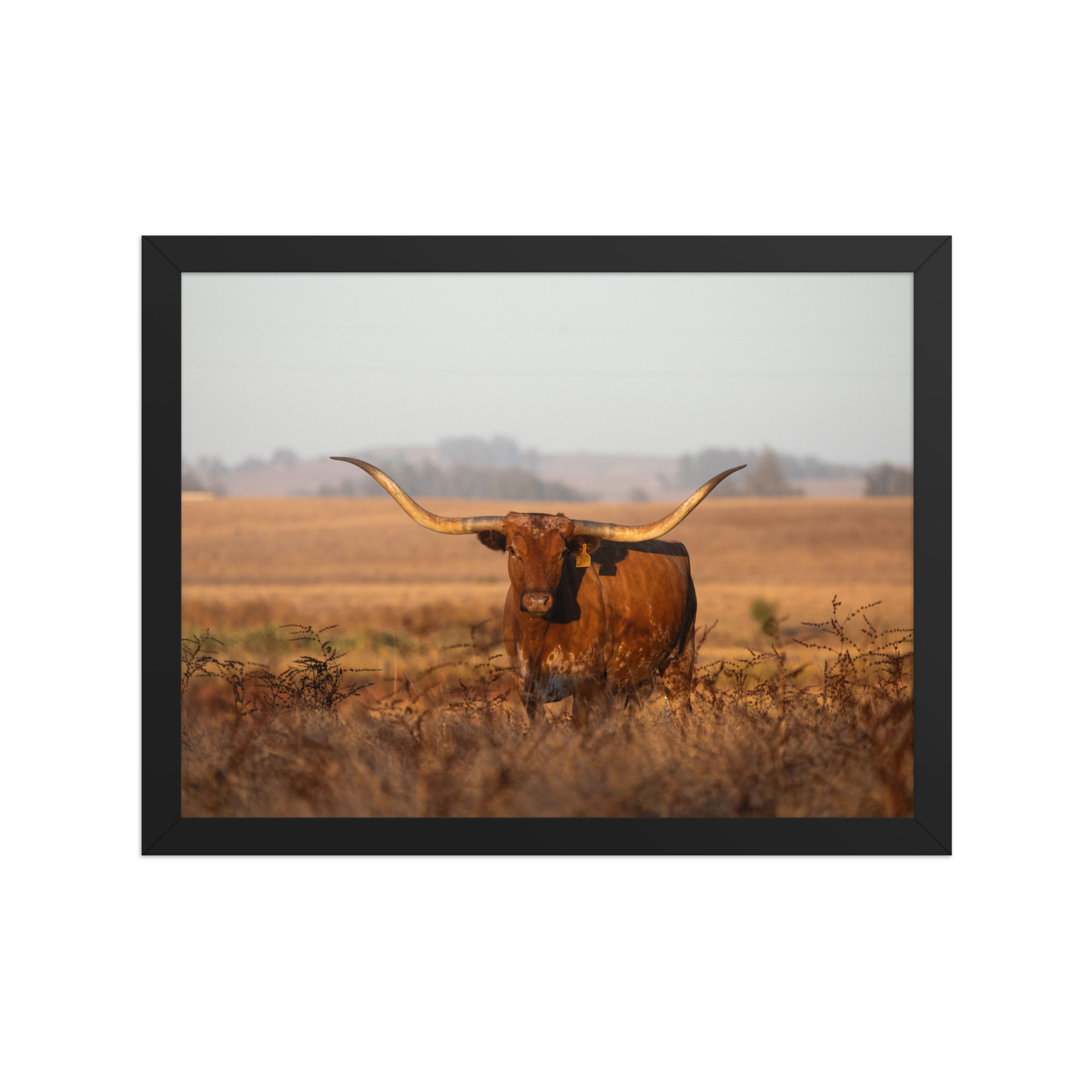 Staring Down The Sunset