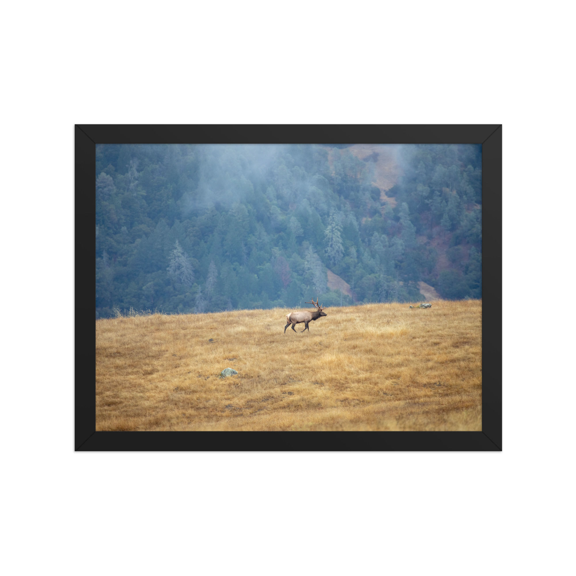 Elk On a Ridge