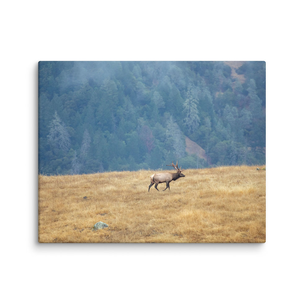 Thumbnail: Elk On a Ridge