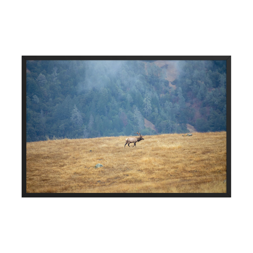 Thumbnail: Elk On a Ridge