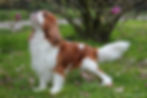 Sam, due anni