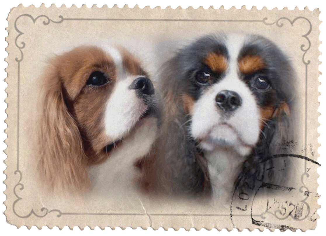 2019-02-27 10.35.05.gif