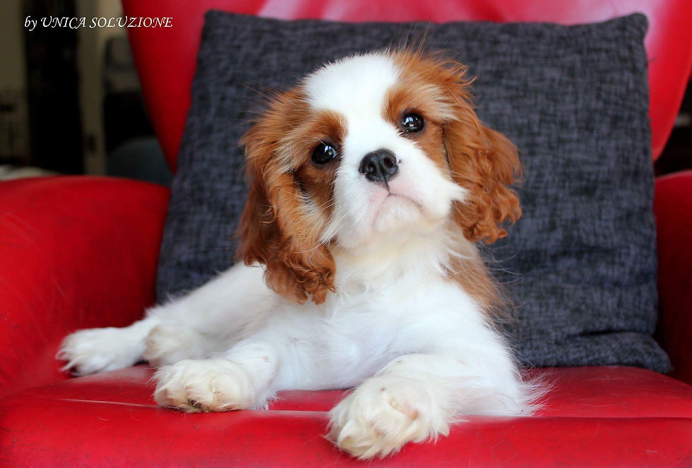 Derek, foto by Unica Soluzione