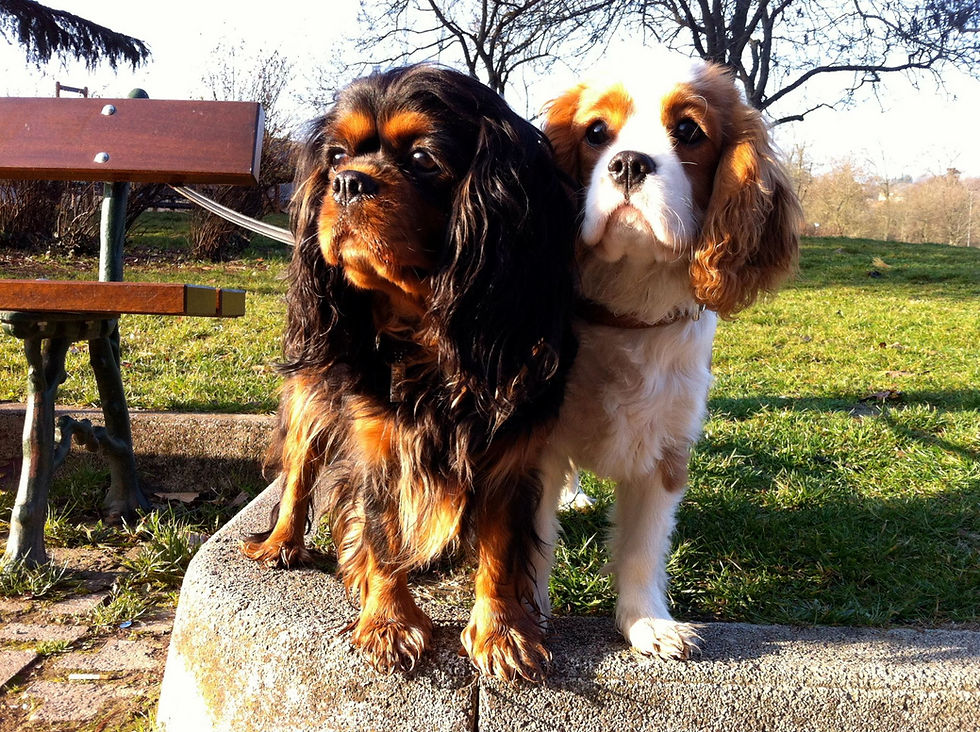 Emma & Sam - Cavalier King Charles