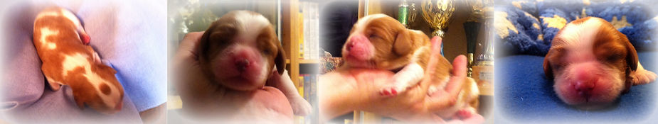 Bologna Cavalier King