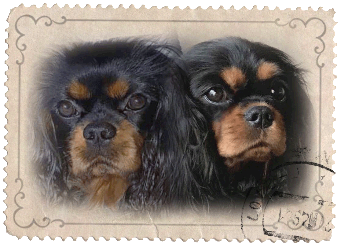 2019-03-17 17.47.42.gif