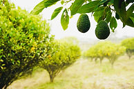 aguacates.jpg