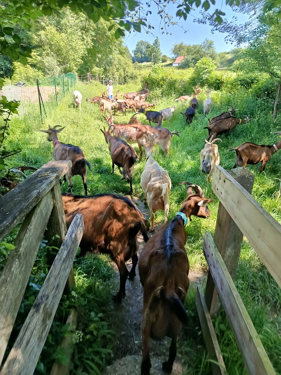 Visite pédagogique de la chèvrerie de la Planquette