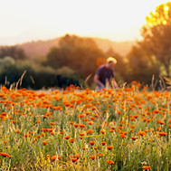 6000x4000-Oogst goudsbloemen.jpg