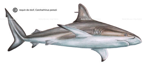 Perezi27.01.21 copie.jpg