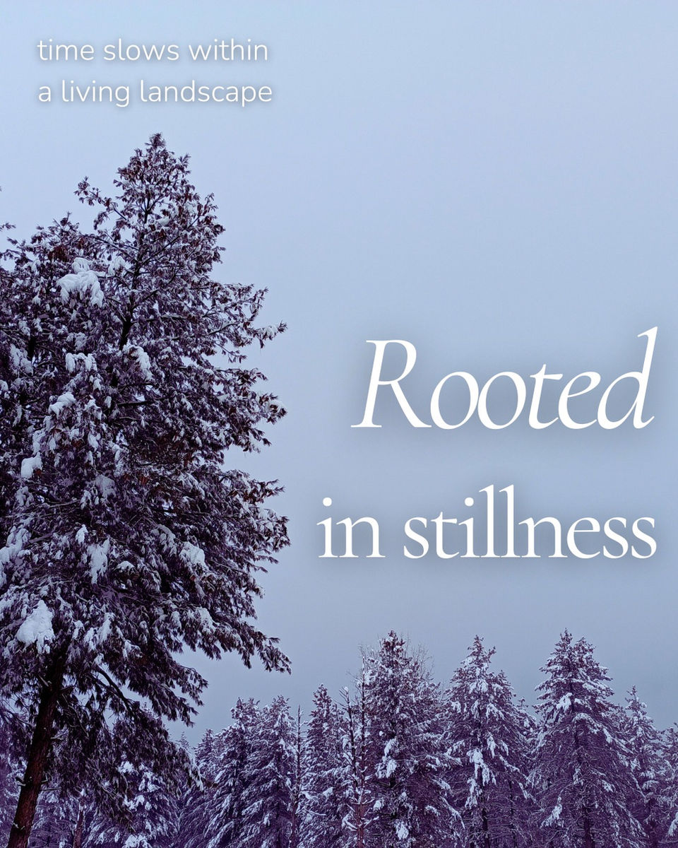 Quiet winter day, dark with giant pine trees reaching into the sku, cloaked in snow