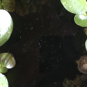 Cafe ZT近況報告（めだかが孵化しました）