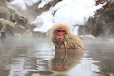 Nagano-monkeys.jpeg