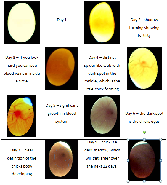 Humidity Can Cause Poor Hatching Eggs