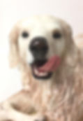 3D-Hundetorte