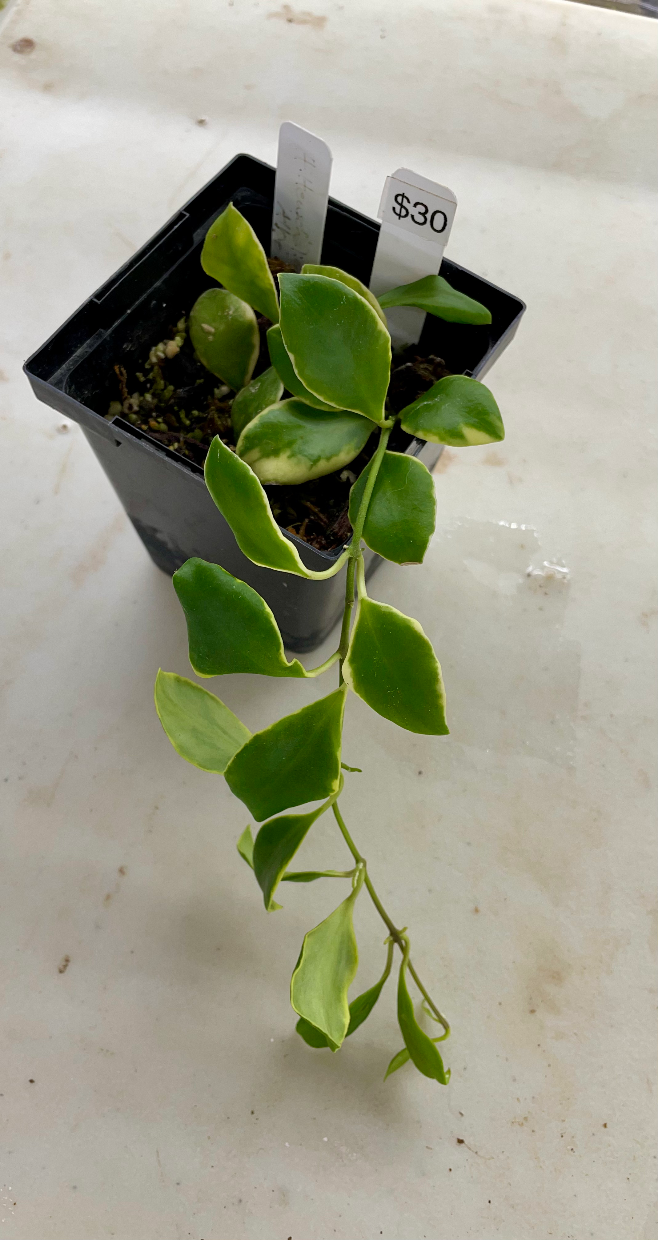 Hoya Heuschkeliana Albo