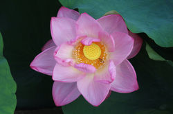 作品名【蓮、離れゆく愛】