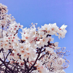 作品名【あの春をもう一度だけ】