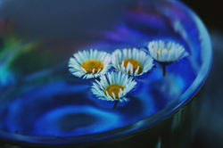 作品名【恋しさ】