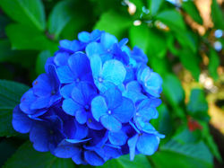 作品名【花言葉】