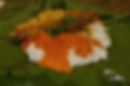 ★ TONGA CRIOLLA