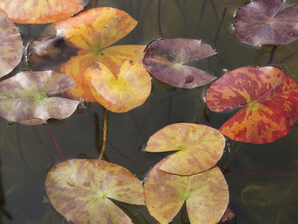 Stilled: two poems by Joy Nevin Axelson