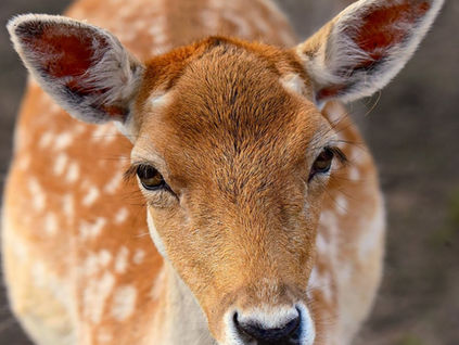 Tuesday Tips: The Music of Your Poem