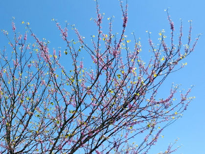 New Growth: poem by Carol Farnsworth