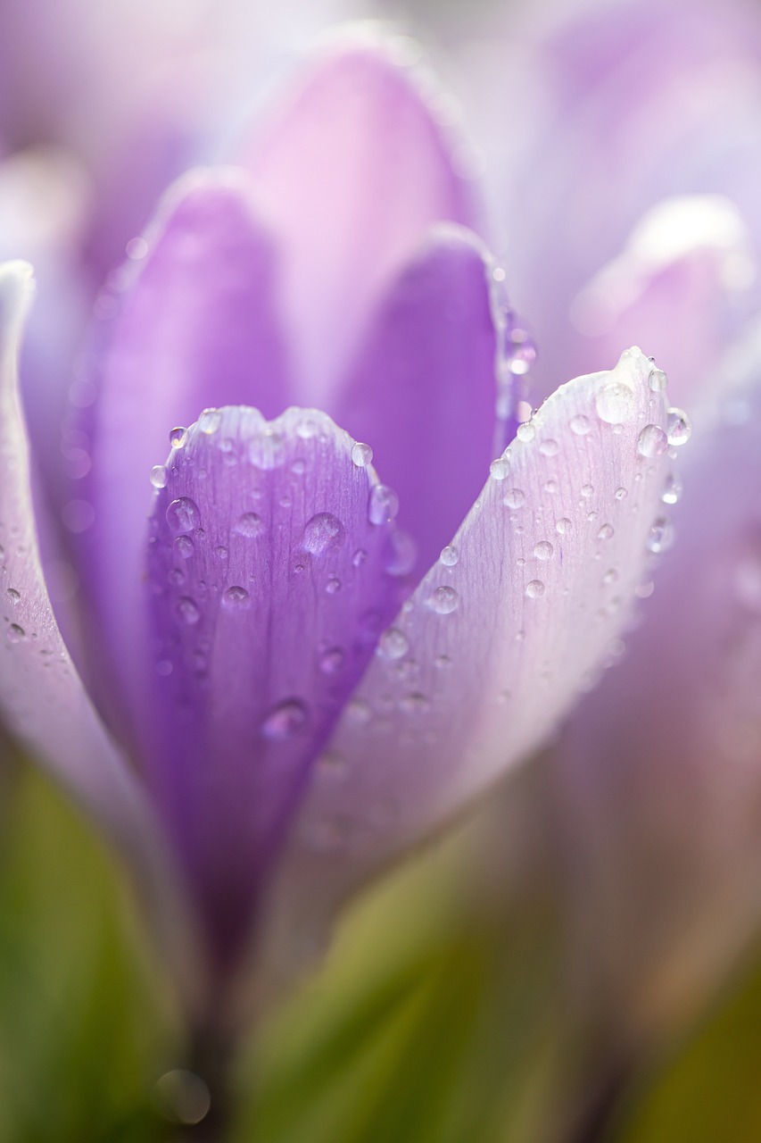 Photo: close-up of a crocus flower, slightly blurred, with soft purple and light amethyst petals, covered with dew. Image by Pat, on Pixabay.