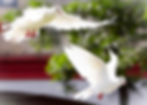 Photo: close-up of two white doves flying, with blurred background of greenery and a red and white building, image by Huu Luu, on Pixabay, modified.