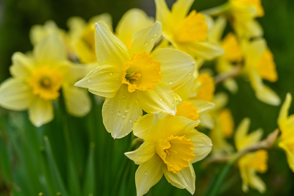 Photo: close-up of a cluster of bright yellow wild daffodils, outer petals a lighter yellow, inner part a deeper yellow, greenery blurred
in the background, image by Erika Varga, on Pixabay.