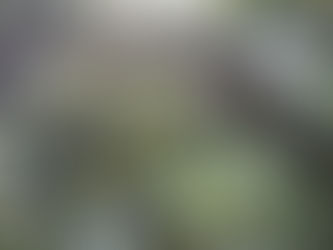 Tuesday Tips: Branching Out