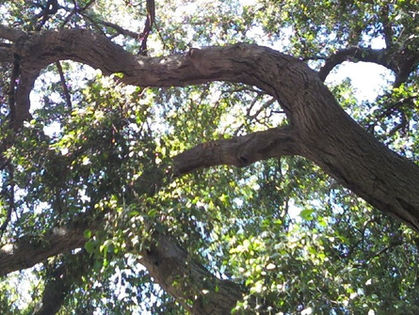 Tuesday Tips: Branching Out