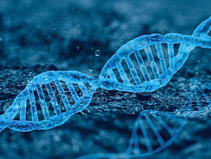 Human Evolution: A Fairy Tale? Essay by Christopher Fernandez