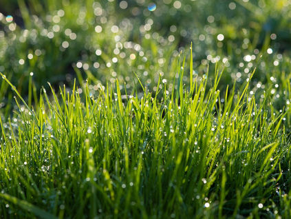 Summer Blessing: poems by Olivia Oster