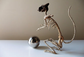 Arte - Giovanni Longo “Fragile Skeletons"