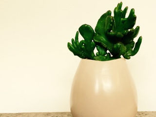 出店者紹介Vol.13 [cocohima]