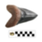 SN39__Carcharodon megalodon Tooth Large__View 1