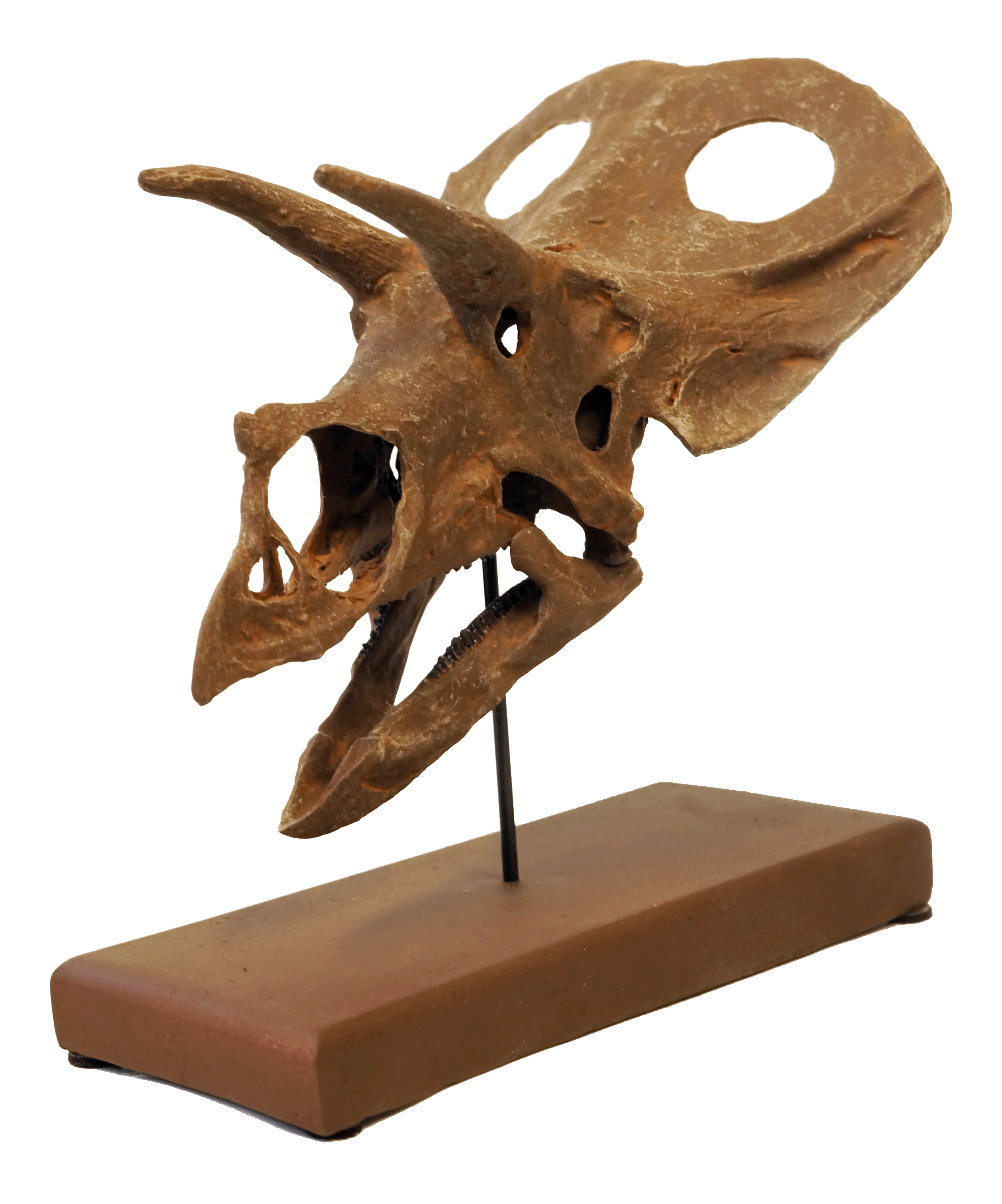 Toro Side.gif