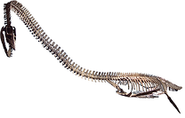 300Elasmosaurus.png