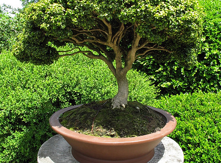 Bonsai Tree